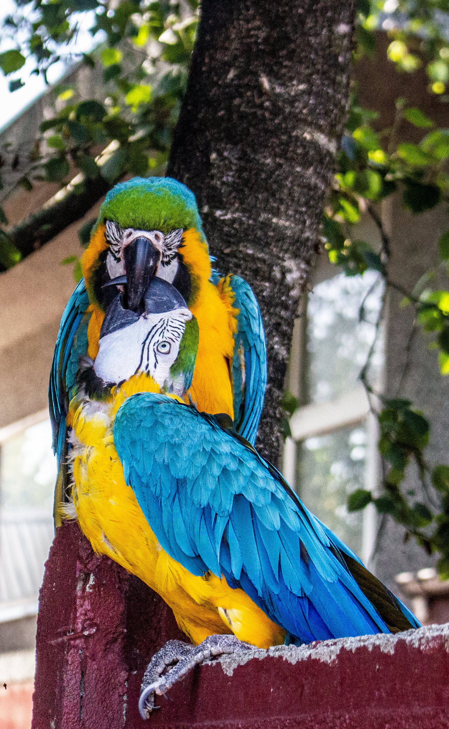 Papegøjer | Jyllands Zoo Danmarks hyggeligste zoo