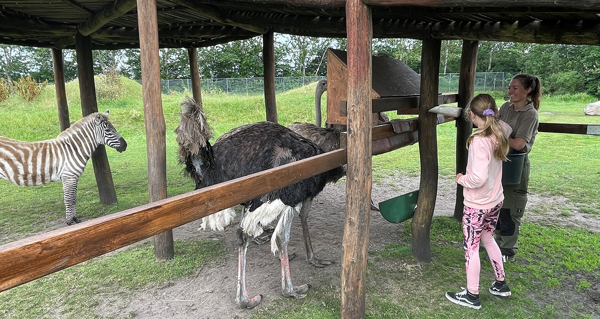 Bliv dyrepasser for en dag i Jyllands Park Zoo - Vær med til at fodre dyrene